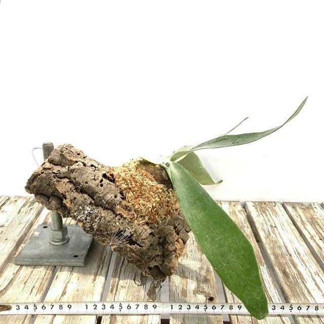 Amazon.co.jp: (現品) コウモリラン 'ピューチャン' #2 (No